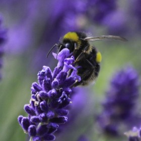 Lavender Bee